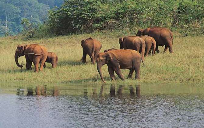 A view of a group of elephants walking along a lake was beautiful. Great for fun trips and vacations